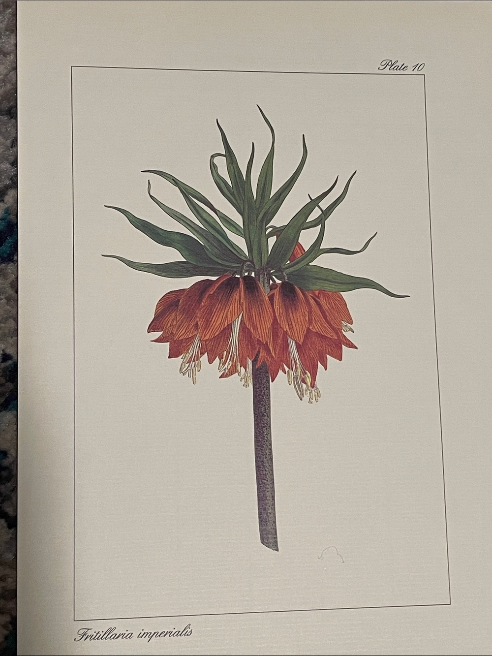🖤5/$25 vintage botanical flower print - Picture 8 of 8